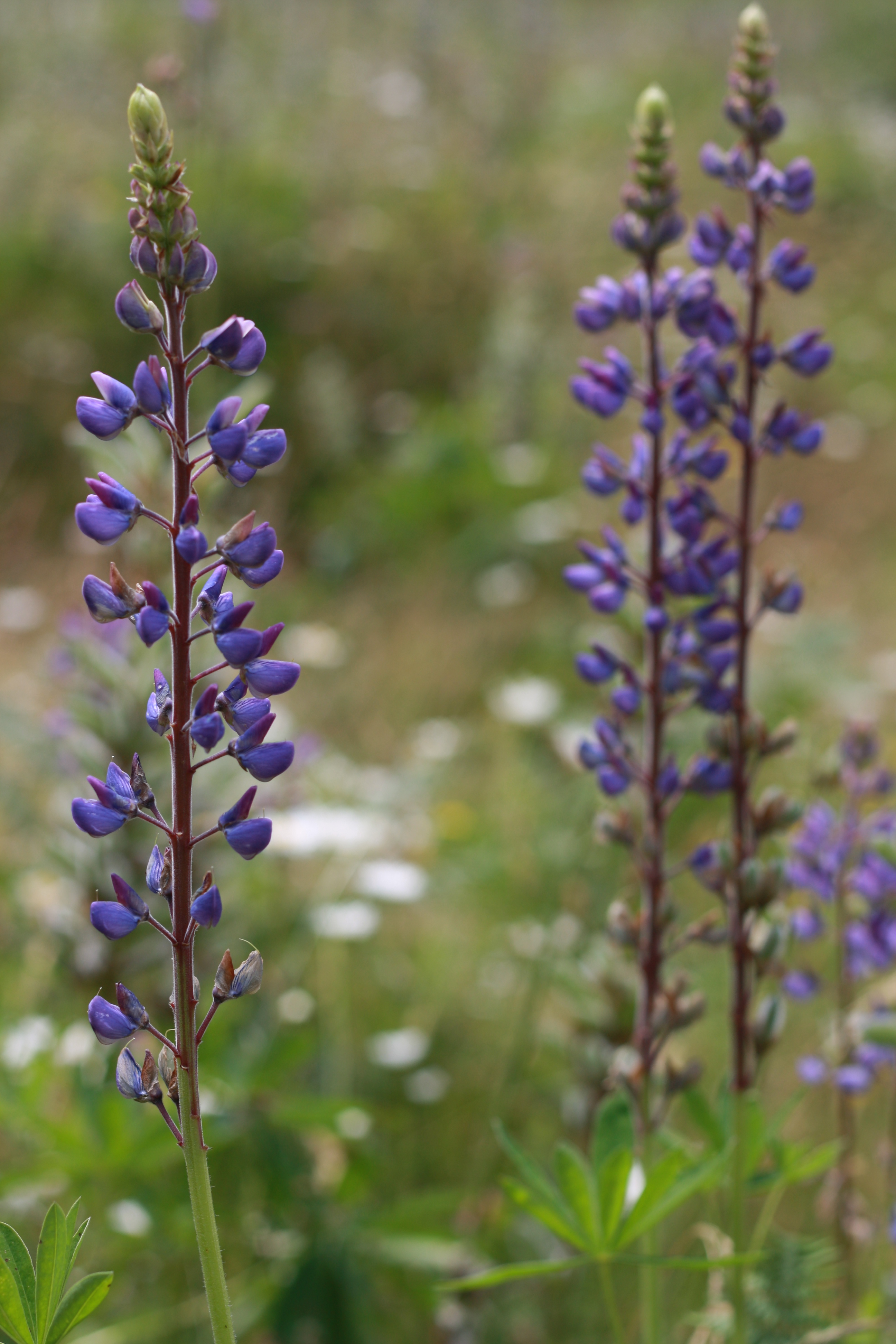 Learning Takes Place Everywhere: Our Summer Nature Walk