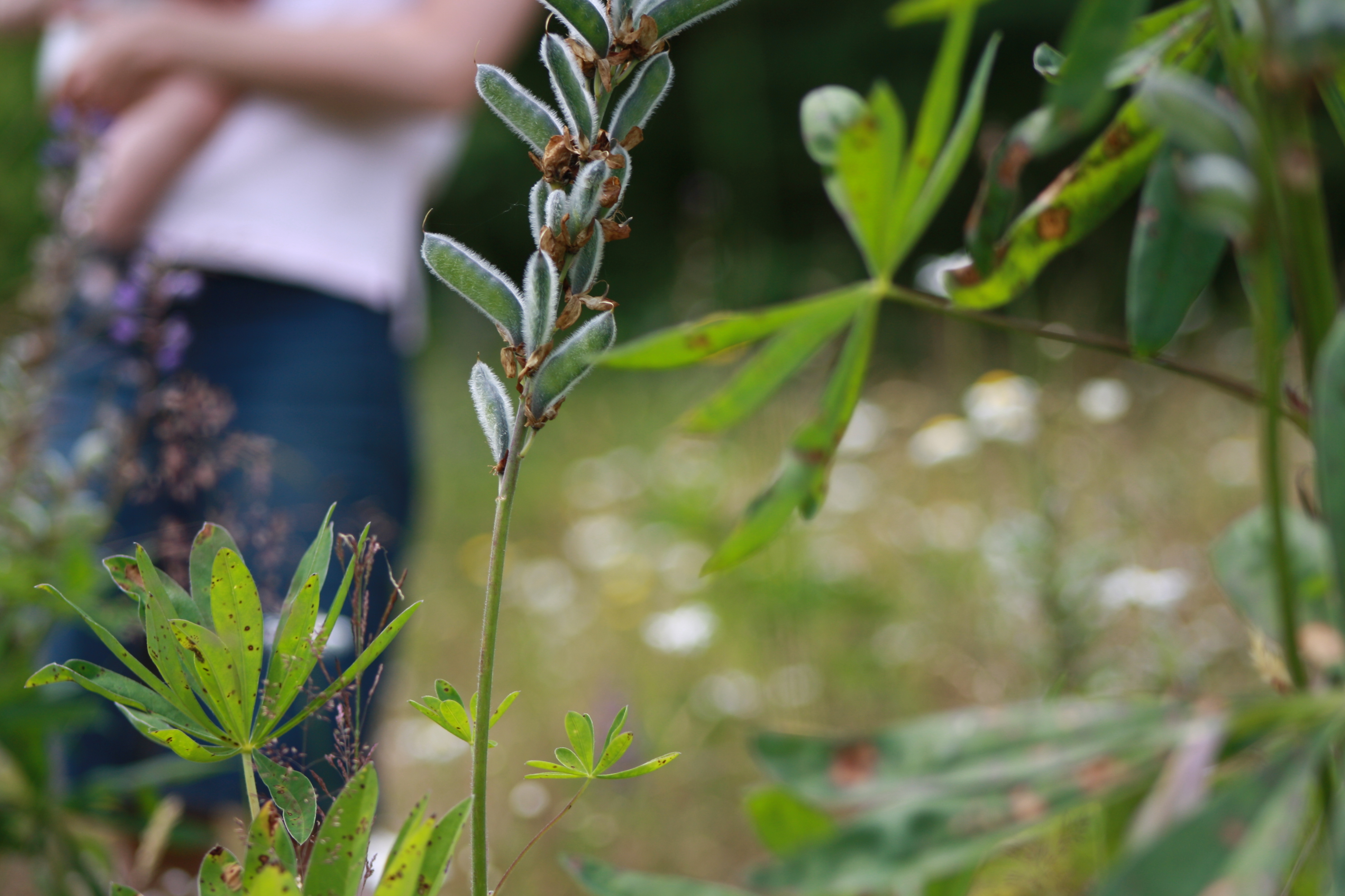 Why The Homeschool Co-op?