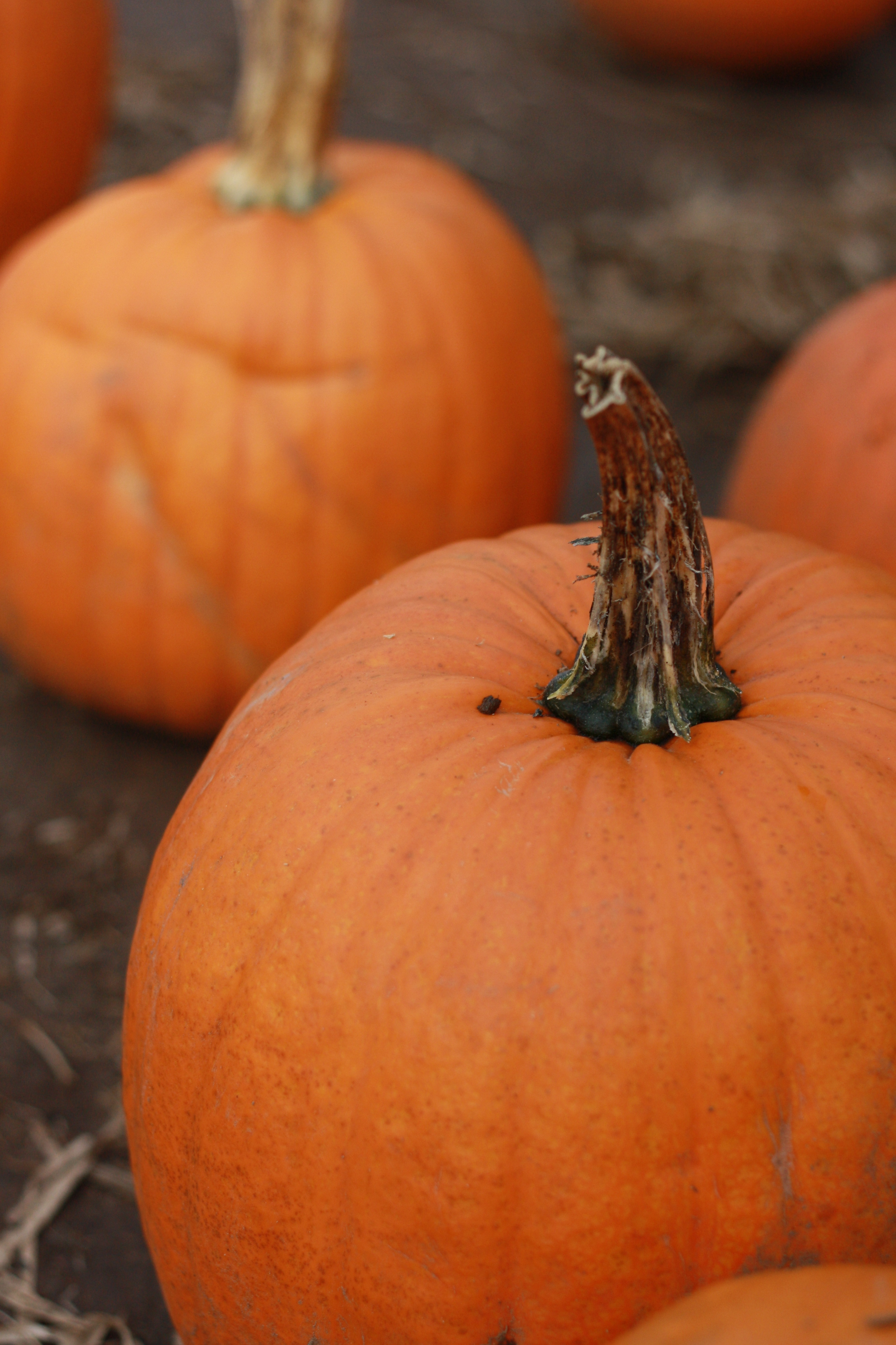 Nature Connections: Autumn Makes My Heart Sing