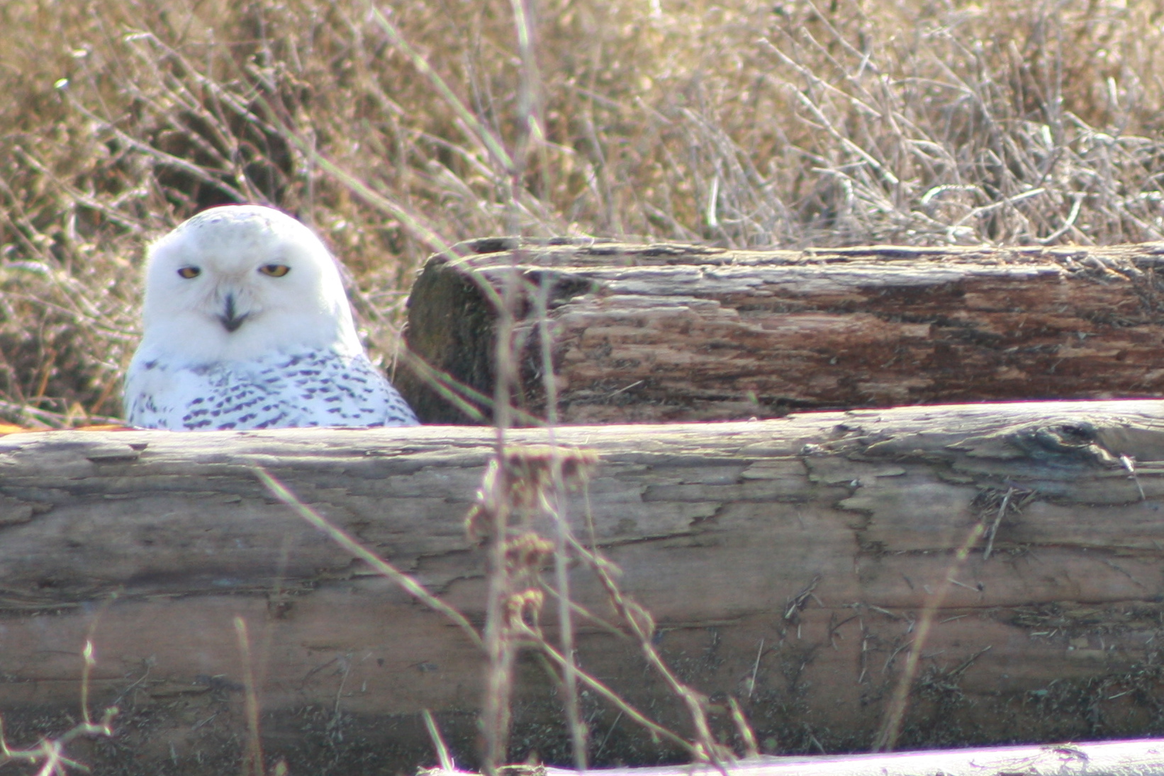 Librarian’s Picks – Books for Owl Lovers