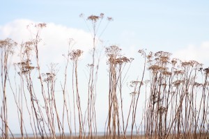 Winter Reeds