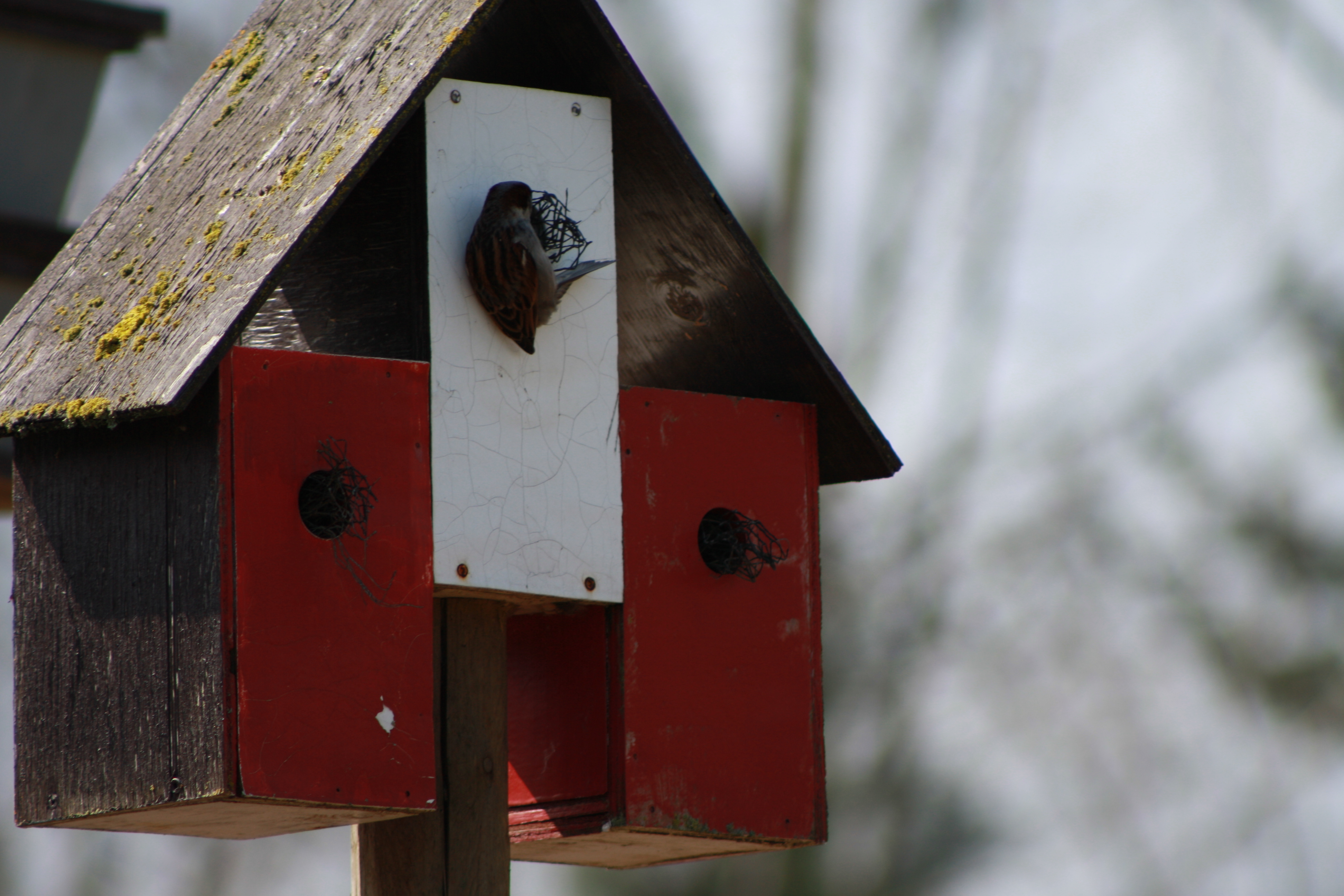 Librarian’s Picks – Birds, Bears & Robert Bateman