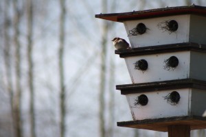 Backyard Bird