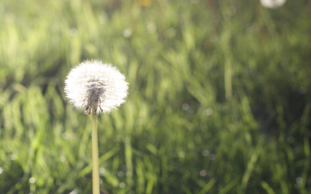 Celebrating May Day With A Pocketful of Wildflowers